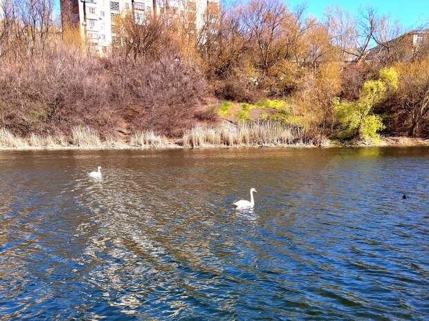 🦢Лебеди на Торезском пруду