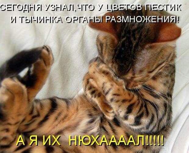 Кото матрица 7