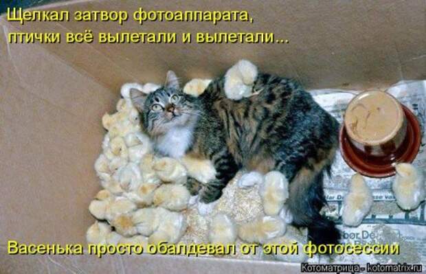 Свежая прикольная котоматрица (34 фото)