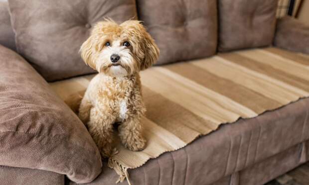 У женщины и ее собаки нашли рак груди. Хозяйку и питомца лечили одинаково