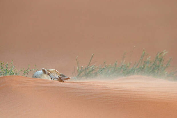 Лучшее с конкурса фотографии National Geographic 2014. Часть 2