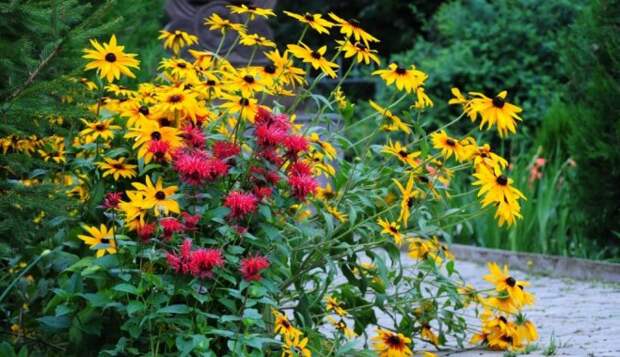 Осень не за горами: 15 осенних цветов, которые сделают ваш сад нарядным