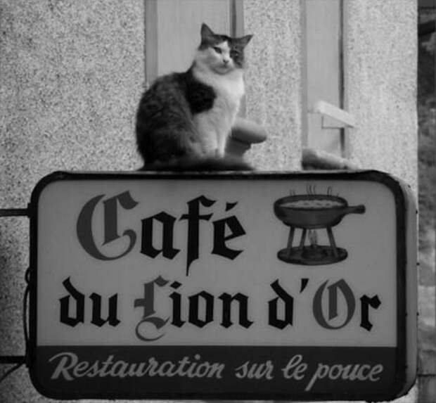 chats-cafe-lion-paris (700x648, 57Kb)