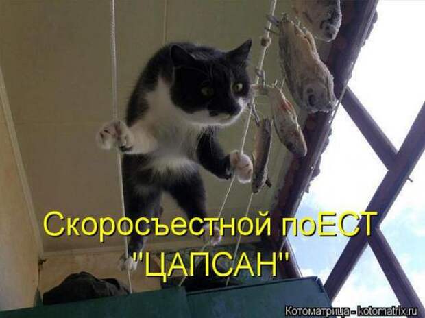 Котоматрицы(картинки с надписями)