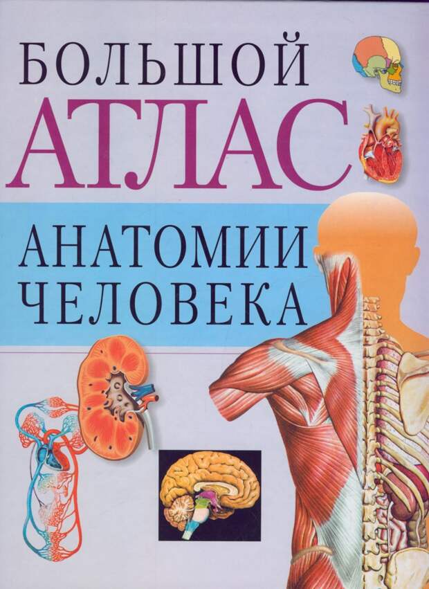 Купить Книгу Лицо Атлас Клинической Анатомии