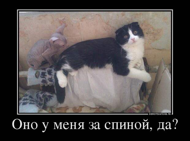 Демотиваторы демотиваторы, прикол, смех, юмор