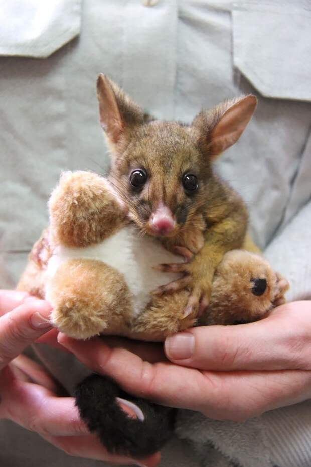 4. Маленький поссум, обнимающий своего плюшевого кенгуру животные, фотографии