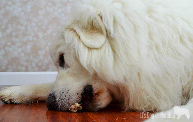 Bully sticks are a great treat for your dog and here are 5 reasons why!