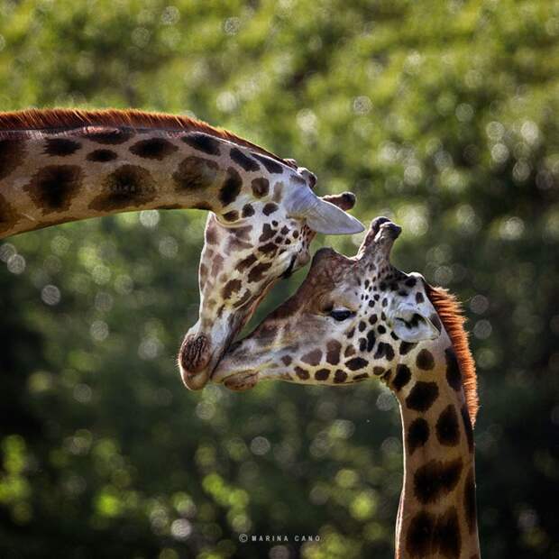 фотографии диких животных марина кано (5)