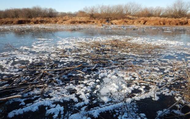 Рязанцам показали «квашенные» бобрами ветки