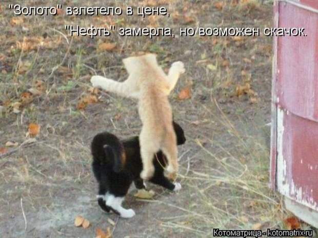 Лучшие котоматрицы недели Лучшие котоматрицы недели