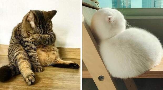 20 смешных фото котов, которые обиделись на своих хозяев