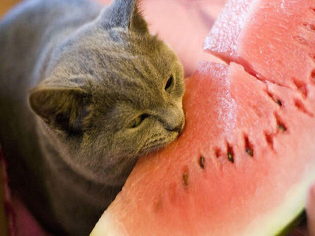 2.  еда, коты
