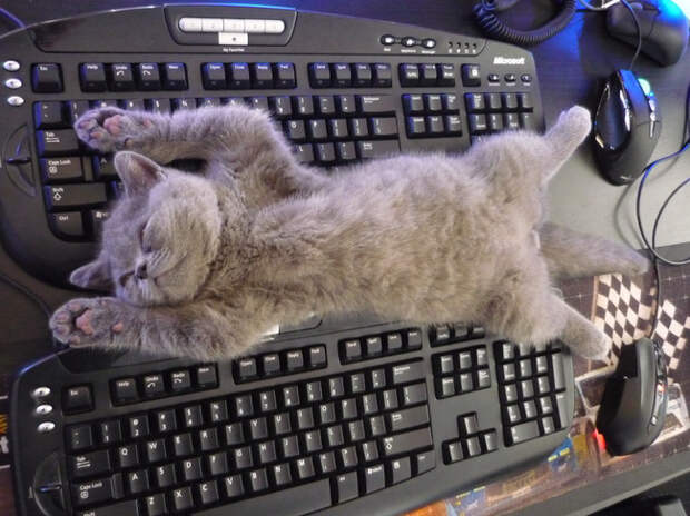 кошачье проявление любви (7)