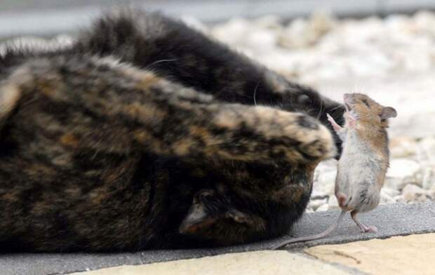Удивительные фото кошки и мышки с непредсказуемым концом животные, коты, мыши