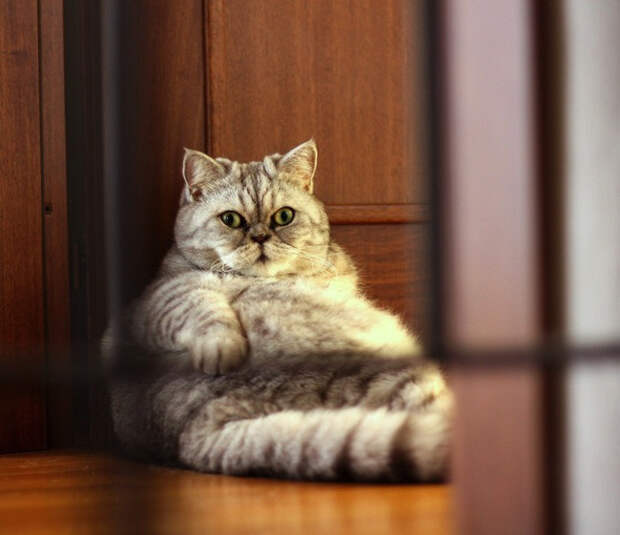 очень толстые животные