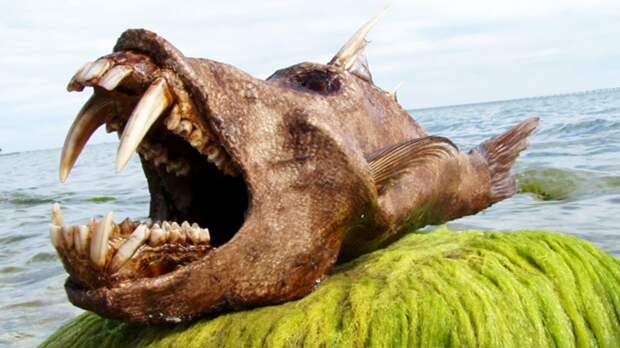 10 самых страшных чудовищ из океанских глубин глубоководные рыбы, монстры, рыбы