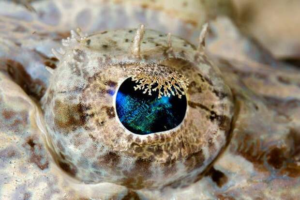 Глаз рыбы-крокодила
