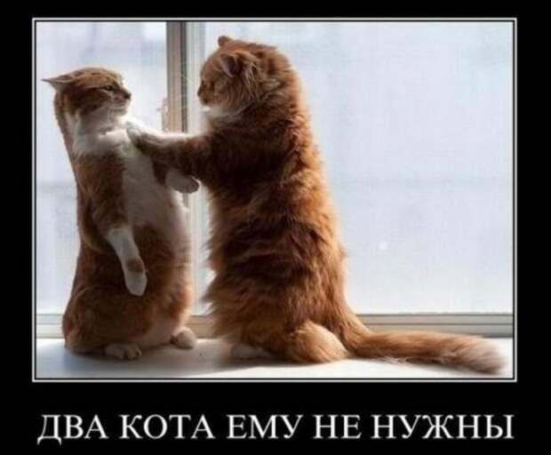 Демотиваторов весело, много, и самые прикольные!