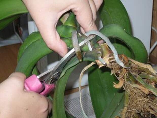 Как размножать орхидею фаленопсис.
