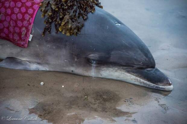 Случайная ошибка навигатора помогла спасти дельфина от жестокой гибели!