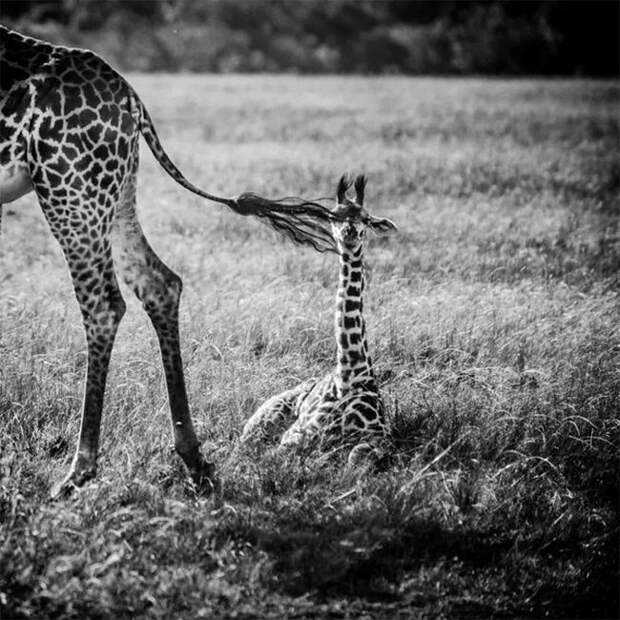 Дикая Африка в фотографиях Лорана Бау дикая природа, животные, фотографии