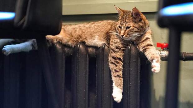 Ветеринар назвал опасную для кошек привычку в отопительный сезон