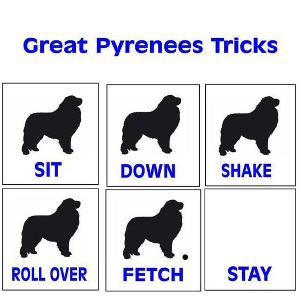 Great Pyrenees Tricks