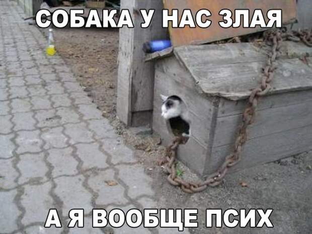 Смешные картинки с надписями прикол, юмор