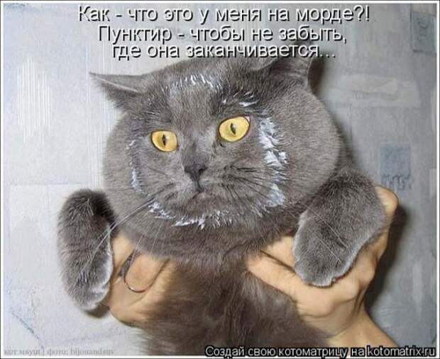 котоматрицы (50 фото) котоматрицы (50 фото)