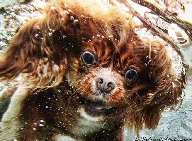 Подводные снимки собак