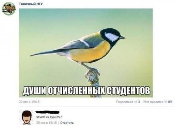Самые прикольные картинки