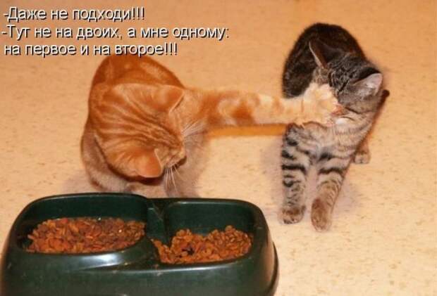 Котоматрица 9