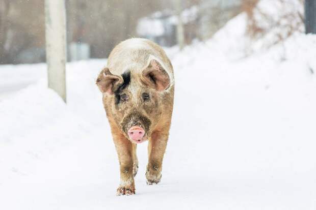 Жители российского города пожаловались на обилие бездомных свиней
