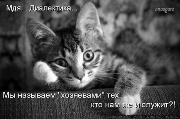 Свежая котоматрица (37 фото)