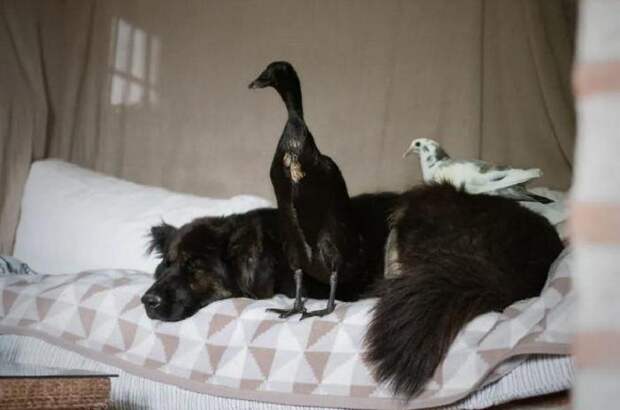Пользователям очень понравились снимки молодого фотографа, на которых запечатлена невероятная дружба немецкой овчарки и утки