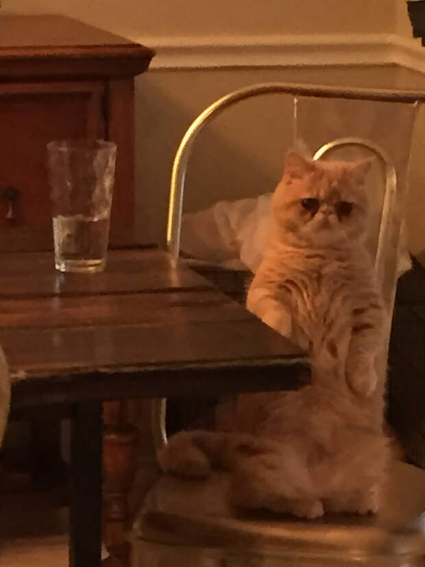 кот Джорж