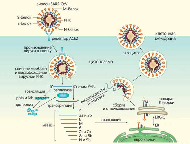 Жизненный цикл коронавируса SARS-CoV (у SARS-CoV-2 он такой же). Вирион проникает в клетку путем эндоцитоза; затем S-белок расщепляется, вследствие чего мембраны вируса и эндосомы сливаются и РНК выходит. Первые две трети генома транслируются в полипротеины (1ab или укороченный 1a). Они режутся (протеолиз) на неструктурные белки, из которых собирается вирусная РНК-полимераза (репликаза). С ее помощью формируются (транскрипция) копии РНК вируса и восемь видов субгеномной мРНК — шаблоны для генерации структурных и вспомогательных белков в просвете (ERGIC) между эндоплазматическим ретикулумом (ER) и аппаратом Гольджи. Вирионы собираются в цитоплазме и выходят из клетки путем экзоцитоза. Схема из статьи Компьютерные технологии против коронавируса: первые результаты (неадаптированная схема — в статье L. Du et al., 2009. The spike protein of SARS-CoV — a target for vaccine and therapeutic development)