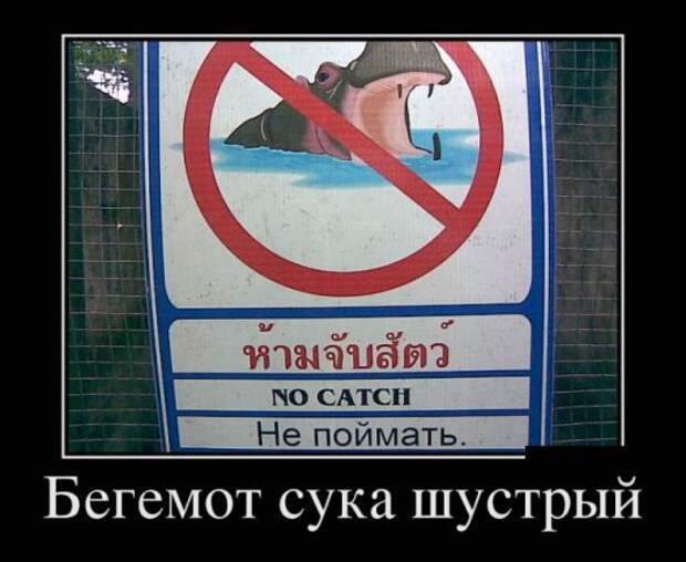 Демотиваторы картинки, прикольное