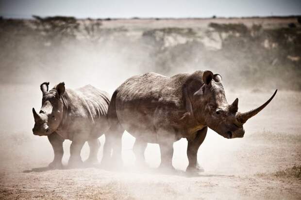 Белые носороги в Кении животные, искусство, планета земля, природа, фото, хрупкость