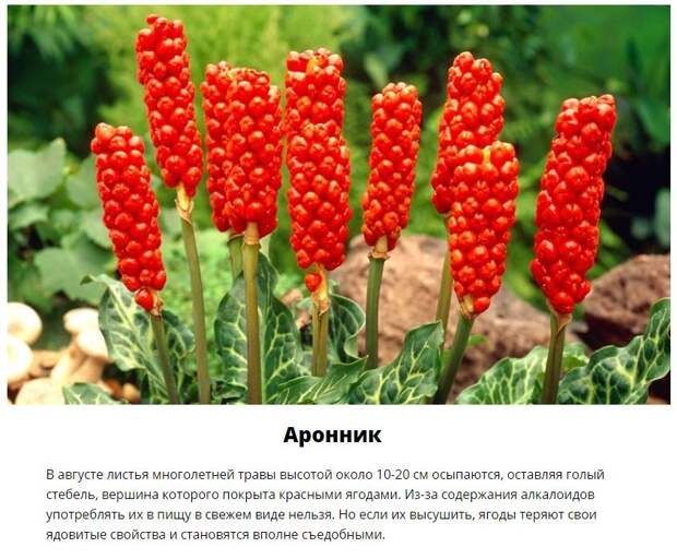 Эти дары леса лучше обходить стороной (11 фото)