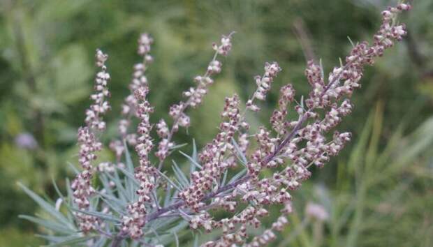 Полынь обыкновенная