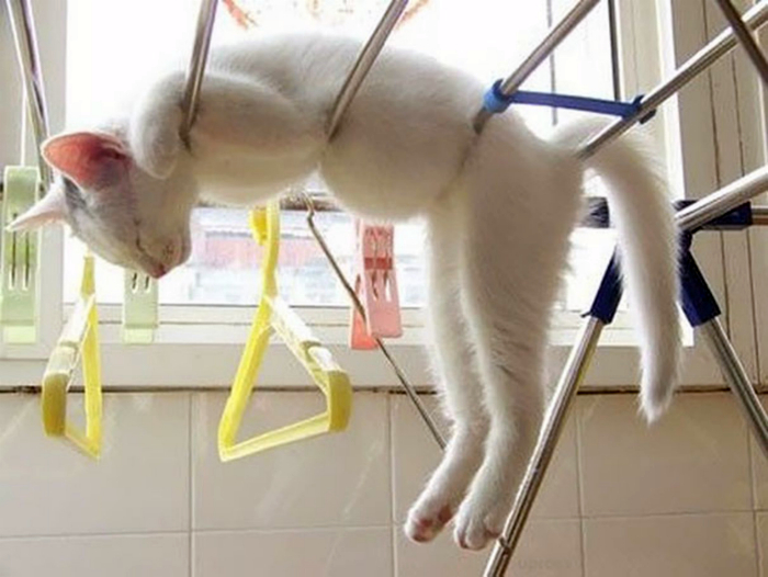 Забавный котенок. Забавный котенок.
