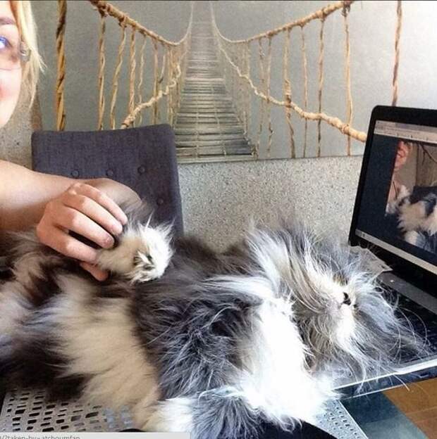 Милейший кот Чихун с дьявольской внешностью животные, коты, чихун