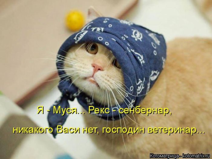 Лучшие котоматрицы недели