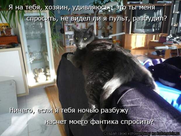 Лучшие котоматрицы недели (50 фото)