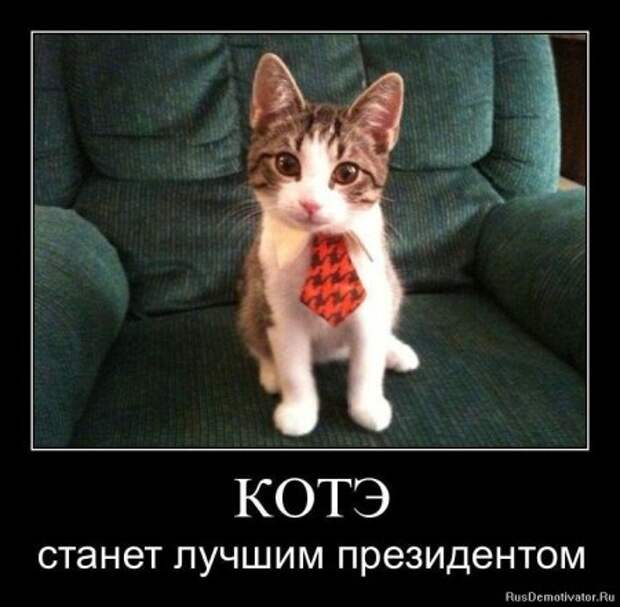 Демотиваторы про котЭ
