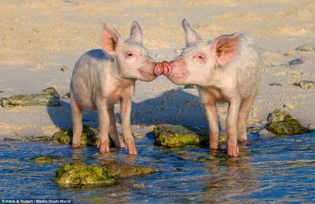 swimmingpigs11 Счастливая жизнь веселых хрюшек на Багамах