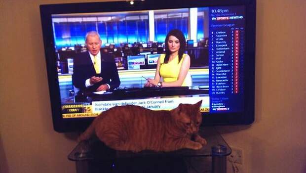 My cat is sad