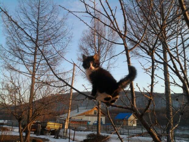 Коты, что парят, словно птицы Коты, что парят, словно птицы